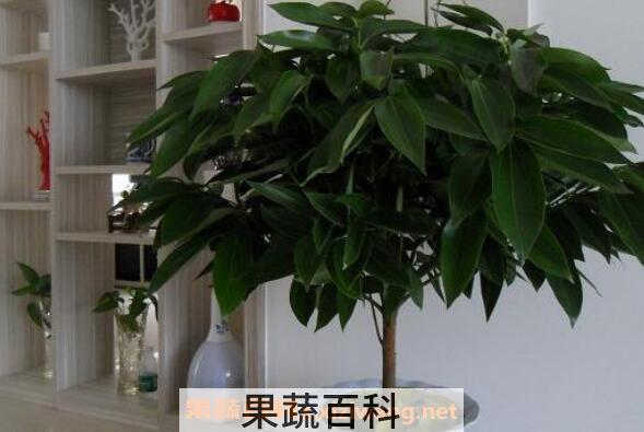 平安树怎么养殖 平安树的养殖方法和注意事项