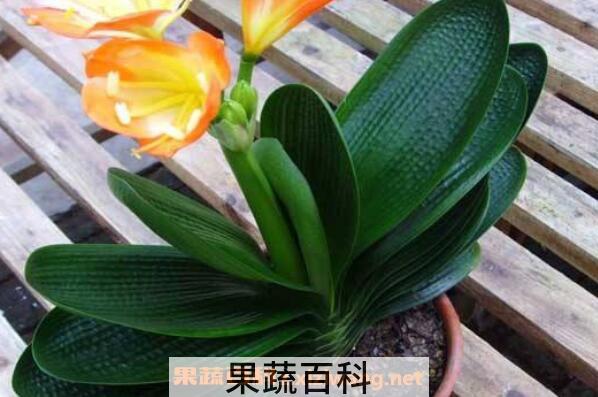 君子兰的养殖方法 养殖君子兰的注意事项