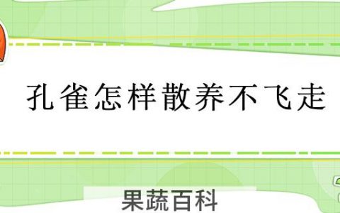 孔雀怎样散养不飞走