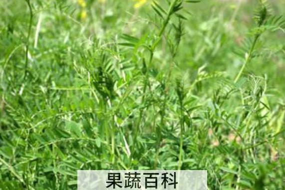 苕子菜的功效与作用 吃苕子菜的禁忌
