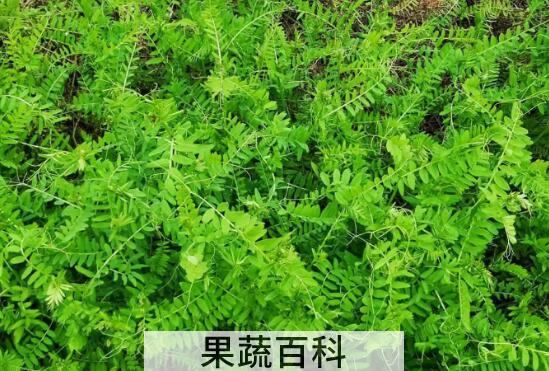 苕子菜的功效与作用 吃苕子菜的禁忌