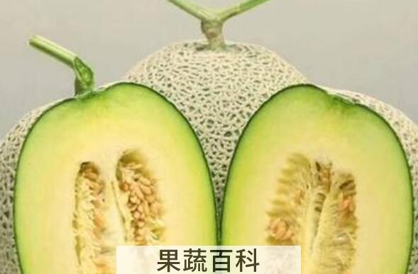 网纹瓜的功效与作用禁忌