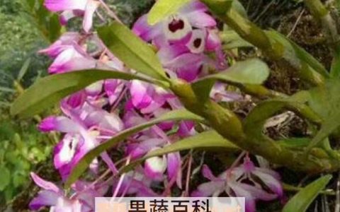 金钗石斛如何种 金钗石斛的种植技术
