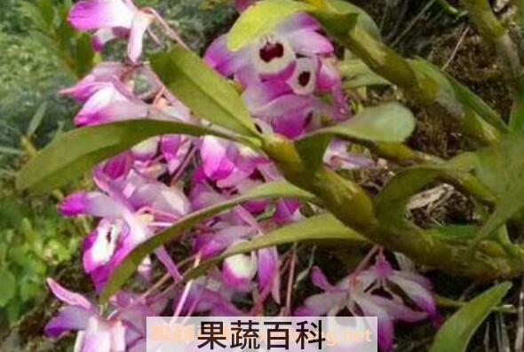 金钗石斛如何种 金钗石斛的种植技术