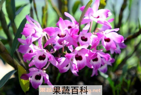 金钗石斛如何种 金钗石斛的种植技术