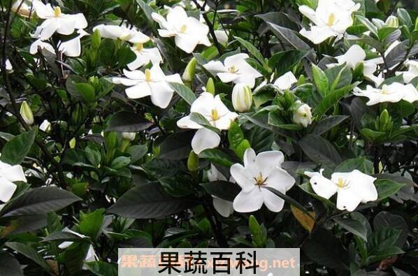 栀子花怎么养殖 栀子花的养殖方法和注意事项