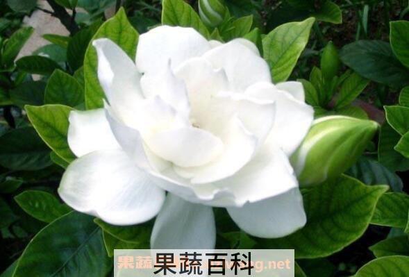 栀子花怎么养殖 栀子花的养殖方法和注意事项