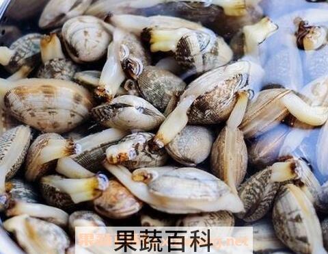 花蛤怎么洗 花蛤的最快清洗方法