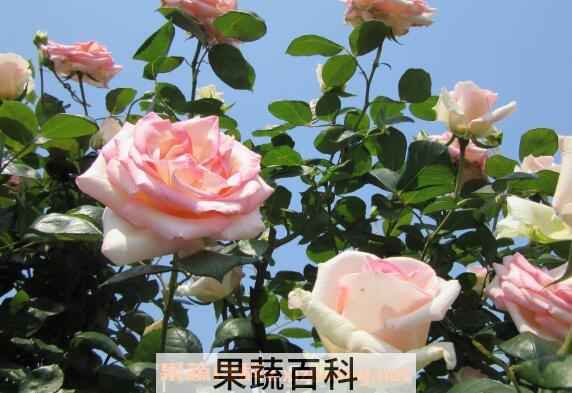 月季怎么养 月季的养殖方法和注意事项