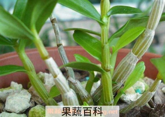  铁皮石斛苗怎么种植