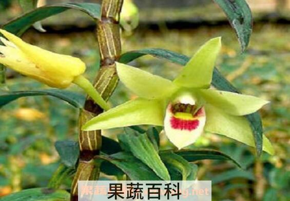  铁皮石斛苗怎么种植