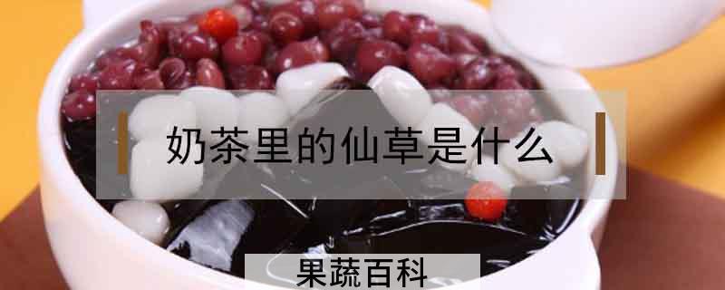 奶茶里的仙草是什么
