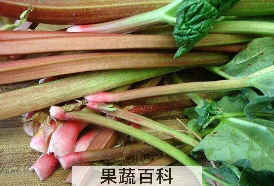 食用大黄菜怎么吃 蔬菜食用大黄的作用与功效