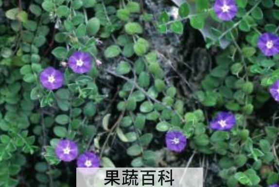 甜蒜的功效与作用 甜蒜的营养价值