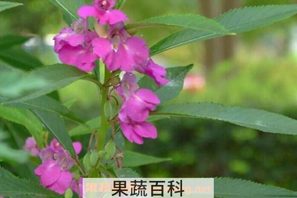 凤仙花怎么养 凤仙花的养殖方法和注意事项