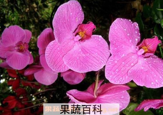 蝴蝶兰怎么养 养殖蝴蝶兰的注意事项