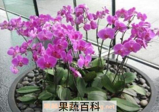 蝴蝶兰怎么养 养殖蝴蝶兰的注意事项