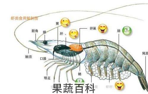 虾头里白色条状物是啥