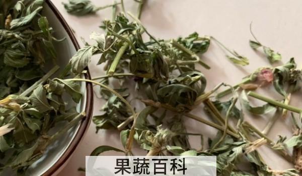 小黄芪叶泡水喝功效