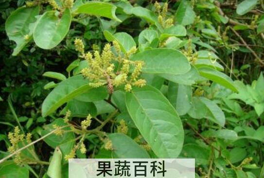 方叶五月茶的功效与作用