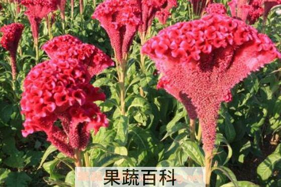  鸡冠花怎么养 鸡冠花的养殖方法和注意事项