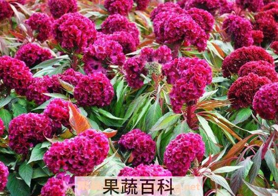  鸡冠花怎么养 鸡冠花的养殖方法和注意事项