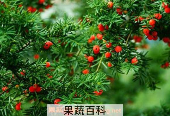 红豆杉的功效与作用及药用价值