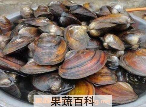 河蚌怎么洗干净 清洗河蚌的技巧