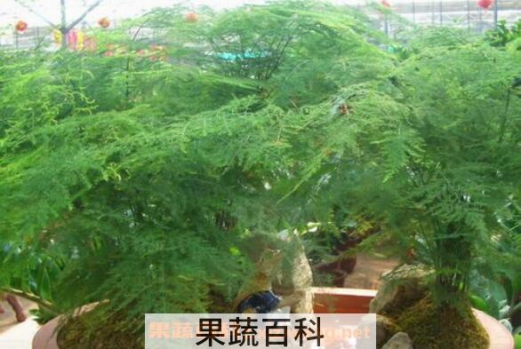 文竹怎么养殖 文竹的养殖方法和注意事项