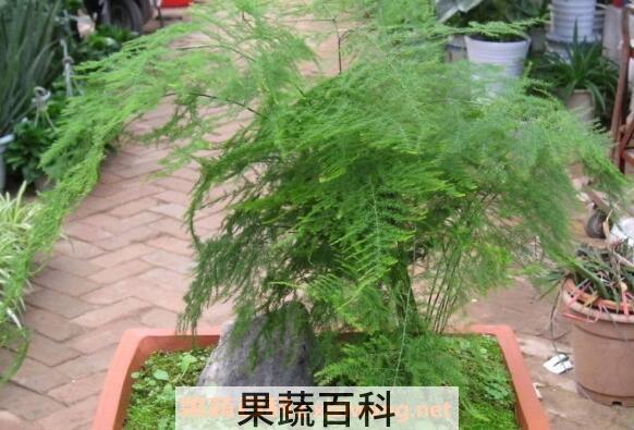 文竹怎么养殖 文竹的养殖方法和注意事项