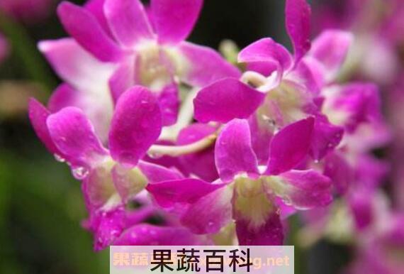 石斛兰的功效与作用