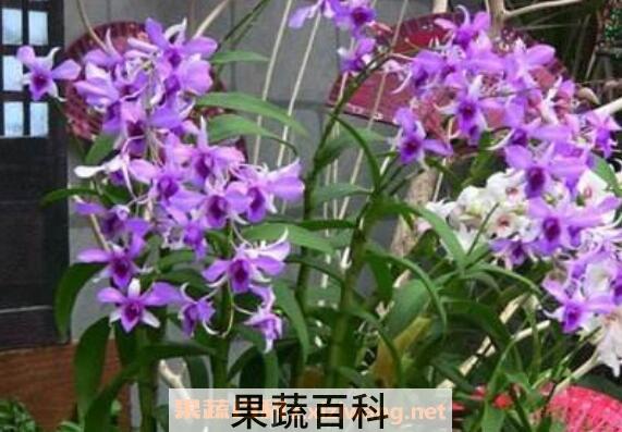 石斛兰的功效与作用