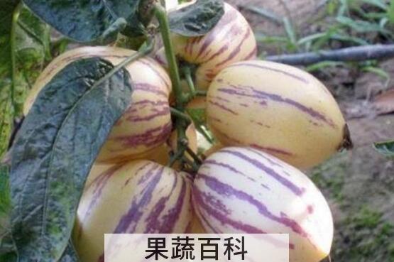 人参果怎样算熟了可以吃 人参果的正确吃法图解