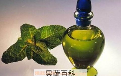 薄荷精油的功效与作用 薄荷精油的用法