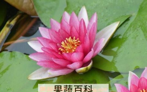 睡莲怎么养 睡莲的养殖方法和注意事项