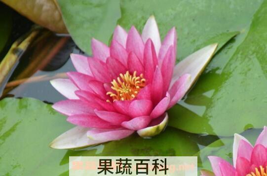 睡莲怎么养 睡莲的养殖方法和注意事项