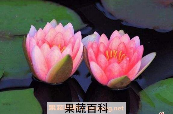 睡莲怎么养 睡莲的养殖方法和注意事项