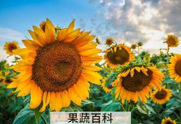 太阳花图片 太阳花的养殖方法和注意事项