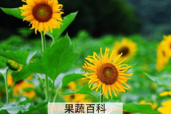 太阳花图片 太阳花的养殖方法和注意事项