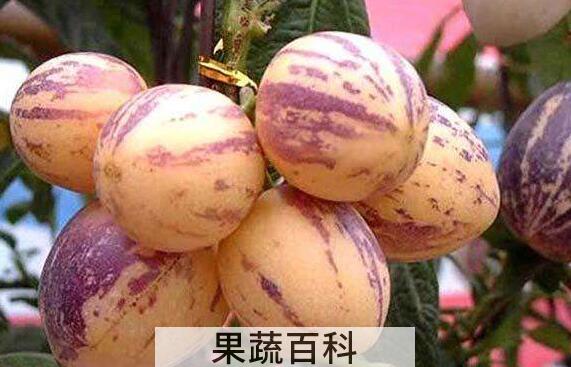 人参果皮可以直接吃的吗 人参果皮如何吃