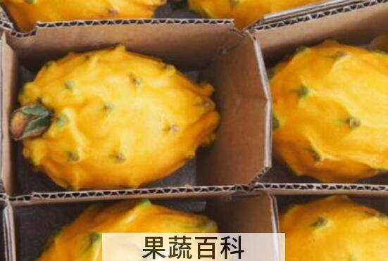 麒麟果和黄龙果的区别 吃麒麟果的好处