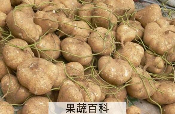 土瓜的功效与作用及药用价值