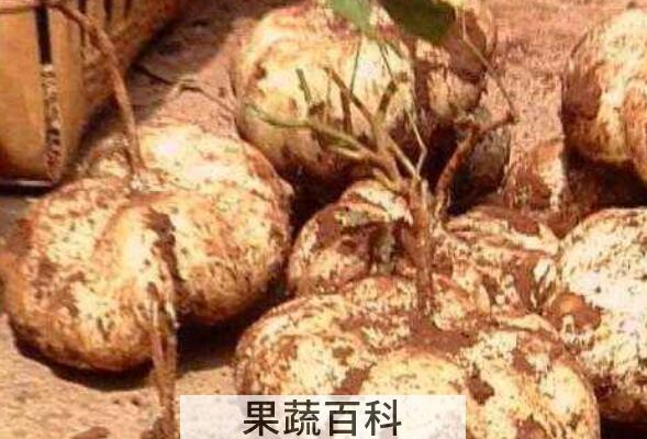 土瓜的功效与作用及药用价值