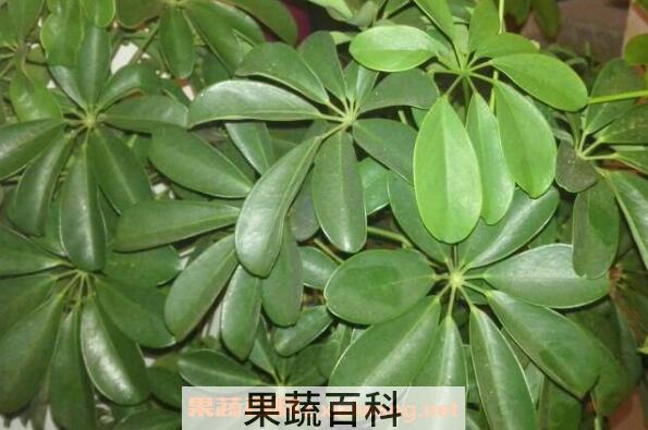 鹅掌木怎么养 鹅掌木的养殖方法和注意事项