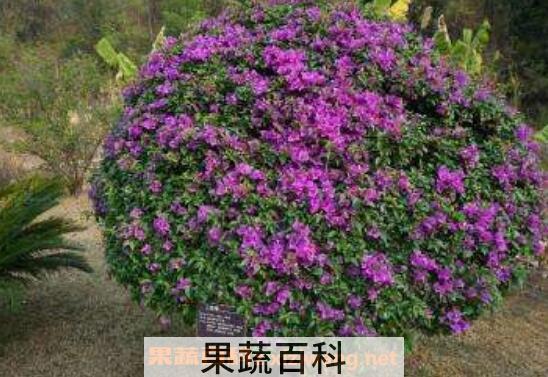 三角梅怎么养 养殖三角梅的注意事项