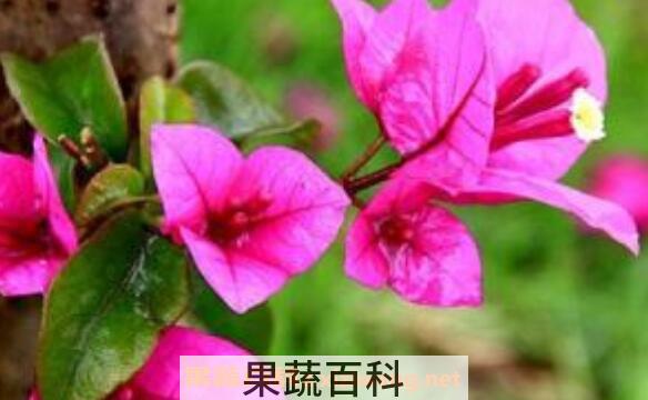 三角梅怎么养 养殖三角梅的注意事项