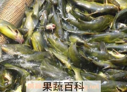 黄鸭鱼和什么相克