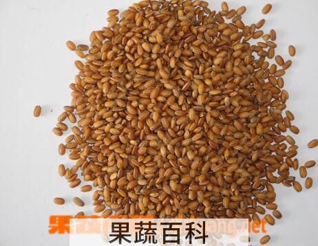 果蔬百科糙米茶的做法与功效