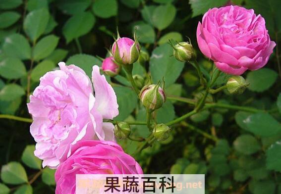 蔷薇怎么养 蔷薇的养殖方法和注意事项