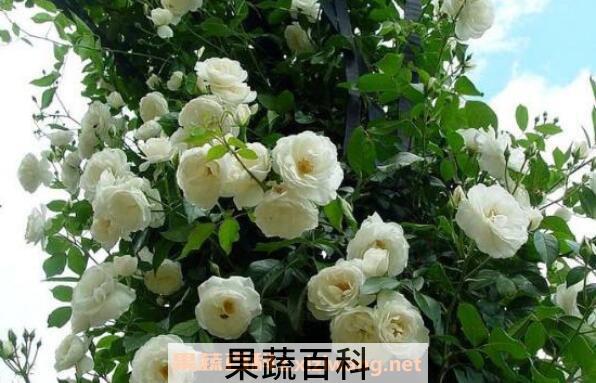 蔷薇怎么养 蔷薇的养殖方法和注意事项